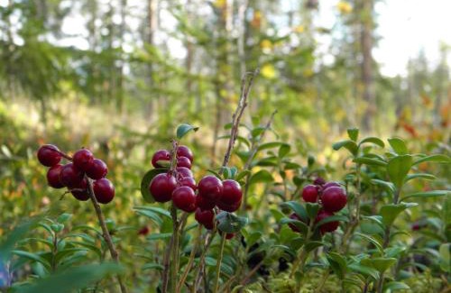 Savonlinna Resort | Loikansaari Lomamökit Holiday Cottages