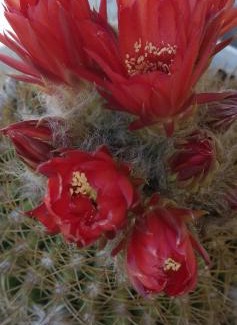 El Mollar House | Discover Los Cactus: Family-Friendly & Wheelchair Accessible