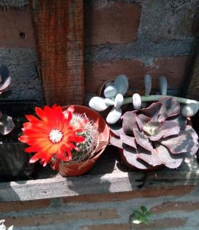 El Mollar House | Discover Los Cactus: Family-Friendly & Wheelchair Accessible
