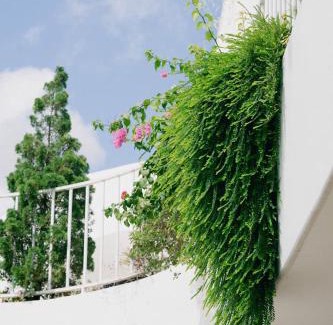 Nghia Hanh House | Discover Lotus Home Quảng Ngãi: Pet-Friendly Oasis