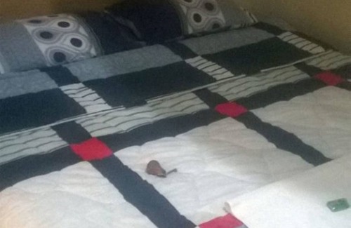 Kakamega Hotel | Budget-Friendly Stay at Lumo Blues Guest House with Breakfast