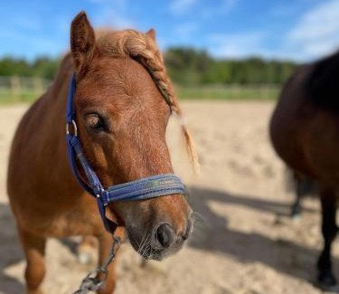 Soderhamn House | Lunas Hästgård