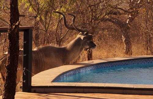 Marloth Park Villa | Elegant Afrikaanse Bushvilla with Heated Pool near Kruger Park