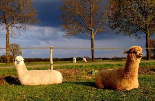 Eersel Cabin | Relaxing Finse Kota with Jacuzzi & Sauna at Zandhoef