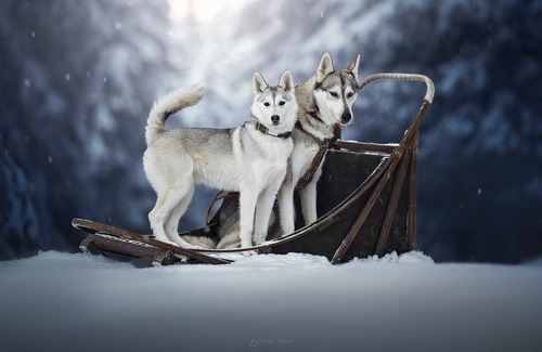 Morgins Ski Chalet | Luxury & Romantik Husky Chalet, ski in & out