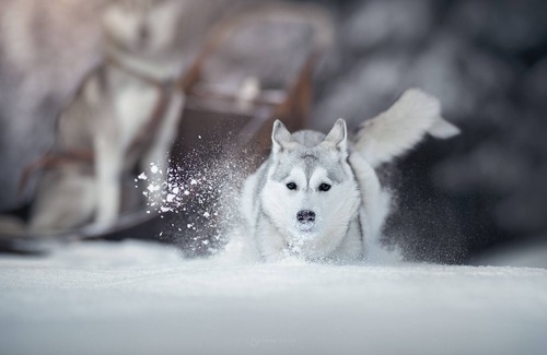 Morgins Ski Chalet | Luxury & Romantik Husky Chalet, ski in & out