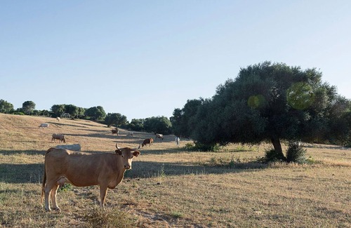Conil de la Frontera Villa | Cozy RURAL HOUSE CÁDIZ PLAYA - Oceanfront Retreat in Conil