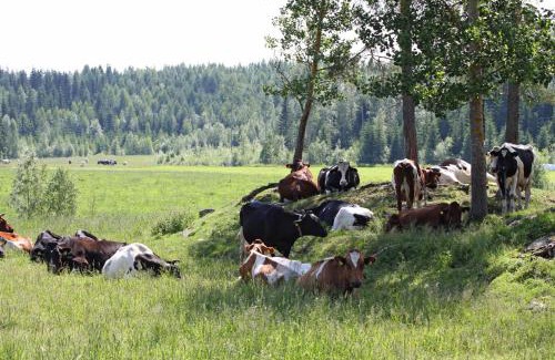 Ruovesi House | Cozy Mäkelän Lomatuvat Cottages with Private Beach Access