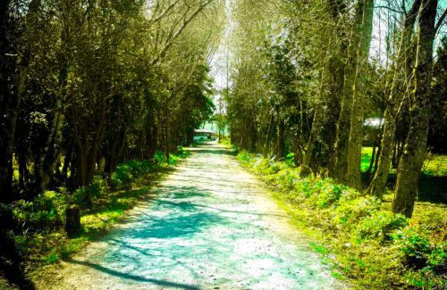 Ancud Cabin | Discover Mae Joa Turismo: Family Cabanas & Camping Bliss