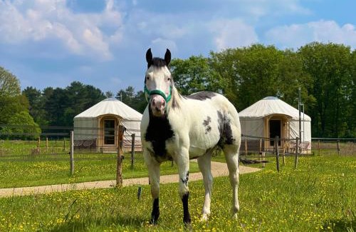 Ledeacker Other | Experience Nature at Magnolia Hoeve Horse Resort