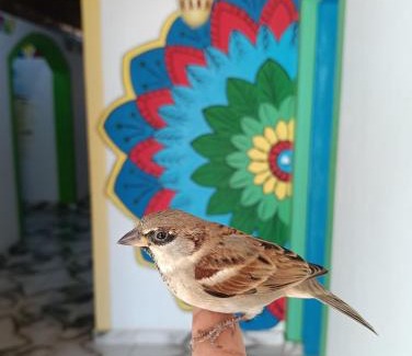 Aswan House | Discover Malindy KA: Pet-Friendly Retreat with Top Amenities