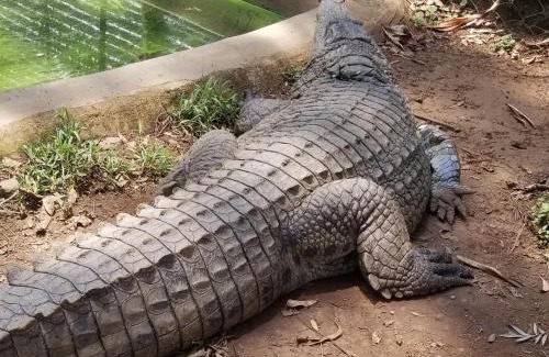 Kisumu Other | Discover Mamba Village Kisumu: Pet-Friendly Retreat Awaits