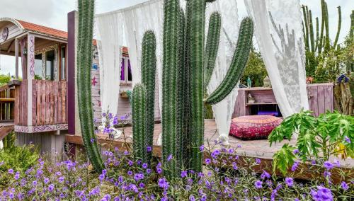 Santa Cruz Bed & Breakfast | Oceanfront Relaxation at Mammaloe - Rated 8.9/10!
