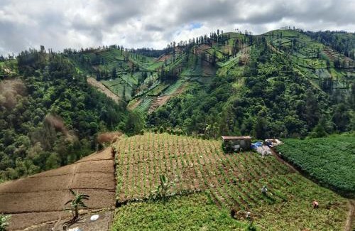 Poncokusumo House | Manglung Homestay