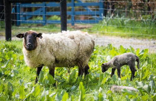 Clonmellon House | Marianne Cottage: Family-Friendly Retreat with Top Ratings
