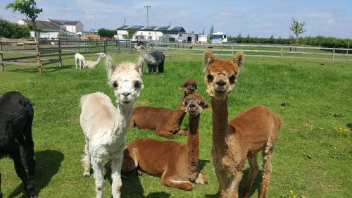 New Holland Other | Pet-Friendly Marshland Alpacas Glamping Lodge Awaits You