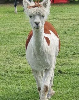 New Holland Other | Pet-Friendly Marshland Alpacas Glamping Lodge Awaits You