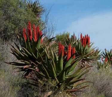 Calitzdorp House | Experience Matjiesvlei Retreat 1945: Family-Friendly Getaway