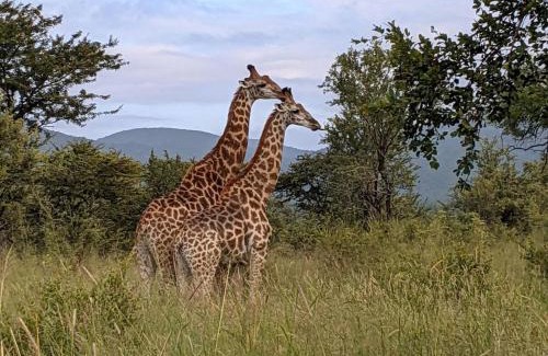 Ngomane Cabin | Explore Mbuluzi Game Reserve: Child-Friendly Retreat