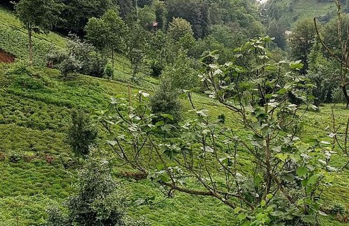 Ayder Apartment | Pet-Friendly Stay at Merzevilla Apart - Rated 9/10 by Guests