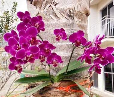 Sahy Apartment | Pet-Friendly Meu Aconchego with Ocean Views & Pool