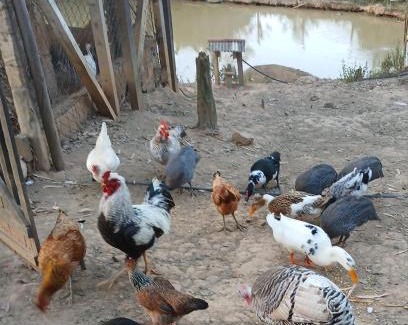 Monte Alegre do Sul Resort | Mini Fazenda e Antiquário Manzolli