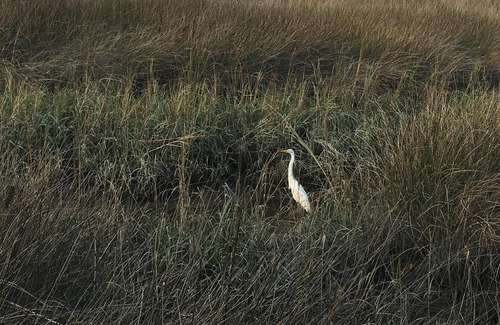 Savannah Apartment | Explore Historic Savannah & Tybee Island from a Private Marsh