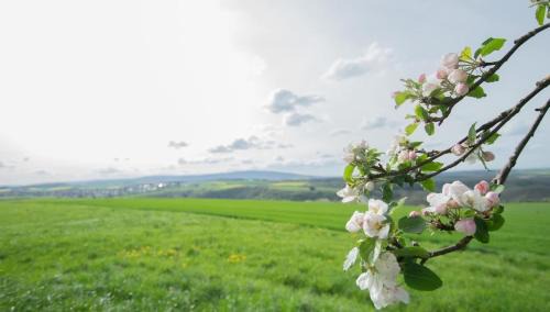 Schneppenbach Apartment | Modern Apartment with Scenic Views & Pet-Friendly Comfort