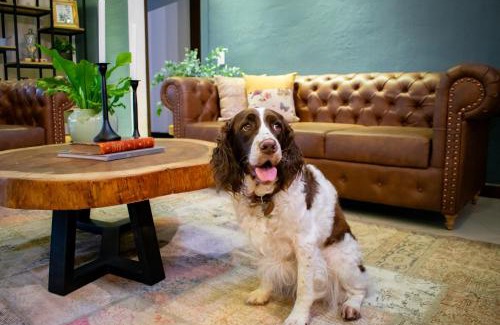 Rionegro Hotel | Explore Monarch Campestre: Pet-Friendly Retreat in Rionegro