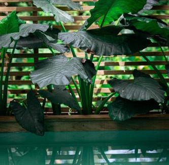 Bocas del Toro House | Enjoy a Private Pool at Monkey Tiny House - Rated 9.4/10