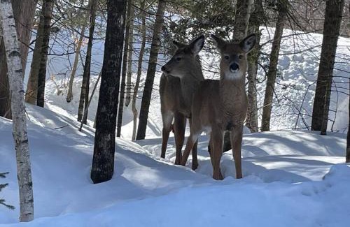 Mont-Tremblant Apartment | Pet-Friendly Mont-Tremblant Lago Condo with Kitchen Access