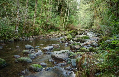 Rhododendron House | Moondance Cabin: Family-Friendly Retreat with Breakfast Included