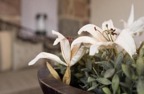 Mithimna Apartment | Discover Moongarden Resort: Pet-Friendly Oceanfront Escape