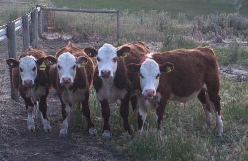 Silverton House | Pet-Friendly Morella Farmstay: Perfect for Family Getaways