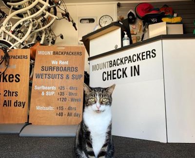 Mount Maunganui Hostel | Explore Comfort at Mount Backpackers - Pet Friendly Stay