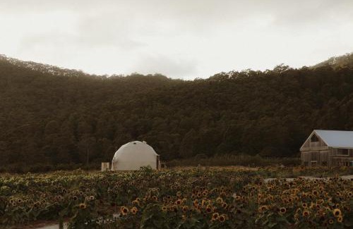 Penguin Other | Mount Gnomon Farm