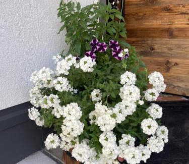 Bach Apartment | Mountain Apart Lechtal