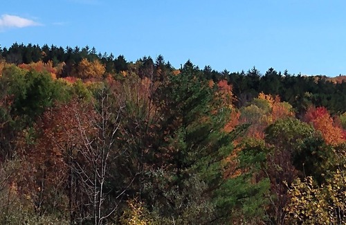 Dryden Cabin | Pet-Friendly Queen Log Cabin with Spa and Hot Tub