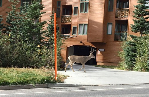 Mammoth Lakes Condo | Mountainback #48: Guest Rated 9.8 with Hot Tub & Pool