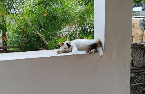 Jambiani House | Mustafa 's Bungalow