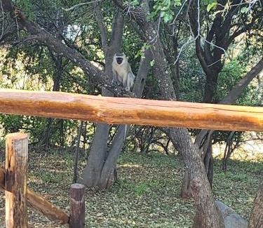 Maanhaarand House | Enchanting Mzila Forest Creek: Family-Friendly Retreat