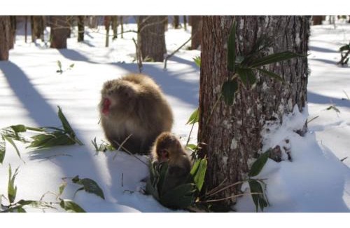 Matsumoto Hotel | Experience Nakanoyu Onsen Ryokan - Family-Friendly Retreat