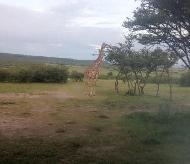 Talek House | Experience Comfort at Narasha Homestay - Maasai Mara