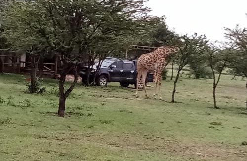 Talek House | Experience Comfort at Narasha Homestay - Maasai Mara