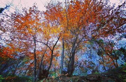 Osigo Bed & Breakfast | Exceptional Narciso B&B Valbrona: Family-Friendly Retreat