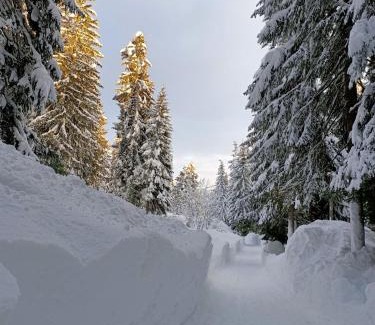 Danta di Cadore Apartment | Experience Nature and Comfort with Child-Friendly Amenities