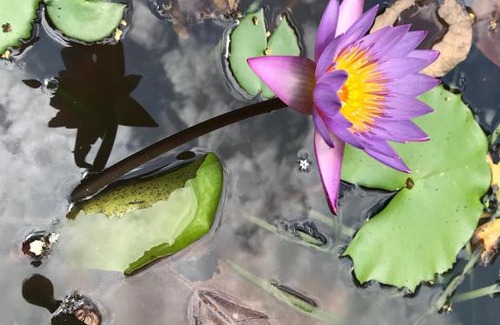Udawalawa Bed & Breakfast | Pet-Friendly Nature Nest Riverside with Hot Tub & Breakfast