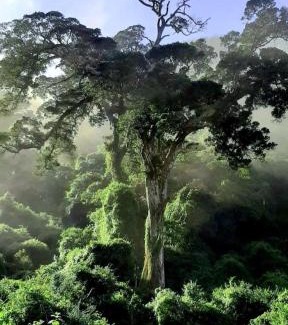 Nature's Valley House | Serene Nature's Valley Health Retreat: Forest Hideaway