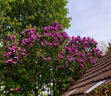 Schirum Apartment | Nature Retreat in Aurich - Guest Rated 8.8/10