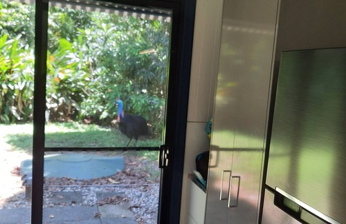Thornton Beach House | New, 40% off ,beach, rainforest,cassowary, goanna ,beach cafe, king bed, air con